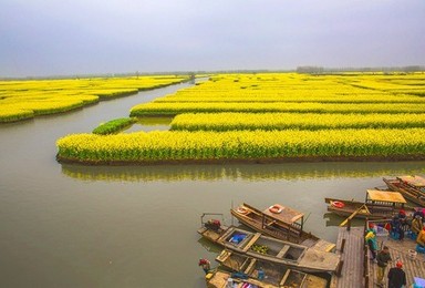 清明节 千岛油菜花 秦淮河夜景 夫子庙 中山陵 雨花台（4日行程）