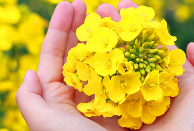 烟花三月下扬州之兴化油菜花 李中水上森林 瘦西湖 何园(2日行程) 烟花三月下扬州之兴化油菜花 李中水上森林 瘦西湖 何园(2日行程)