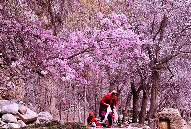 喀什 塔县石头城 帕米尔高原杏花摄影之旅（8日行程）