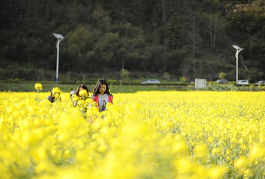 赏花季 3月16日徽杭古道 龙川古镇 家朋油菜花田（3日行程）