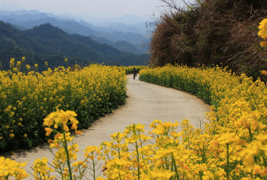 行摄之旅 赏江南风光 石潭赏花踏青 登顶七姑山（3日行程）