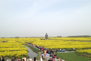 汉中花海 赏中国最美万亩油菜花海 秦始皇兵马俑 大雁塔（2日行程）