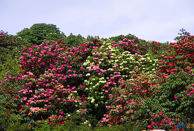 杜鹃花事 百里杜鹃 织金洞 嗦嘎苗寨 黄果树深度体验游(6日行程) 杜鹃花事 百里杜鹃 织金洞 嗦嘎苗寨 黄果树深度体验游(6日行程)