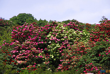 杜鹃花事 百里杜鹃 织金洞 嗦嘎苗寨 黄果树深度体验游（6日行程）