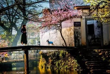 漫步新安江山水画廊 赏石潭菜花 观徽派屯溪老街户外游(2日行程) 漫步新安江山水画廊 赏石潭菜花 观徽派屯溪老街户外游(2日行程)