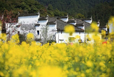 3月23 25漫步醉美乡村婺源赏油菜花海划竹排(3日行程) 3月23 25漫步醉美乡村婺源赏油菜花海划竹排(3日行程)