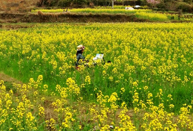3月23 25日走进婺源 赏油菜花梯田 江岭 探飞凤峡谷(3日行程) 3月23 25日走进婺源 赏油菜花梯田 江岭 探飞凤峡谷(3日行程)