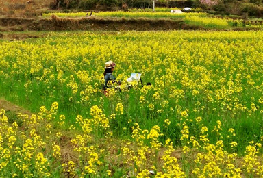 3月23 25日走进婺源 赏油菜花梯田 江岭 探飞凤峡谷（3日行程）