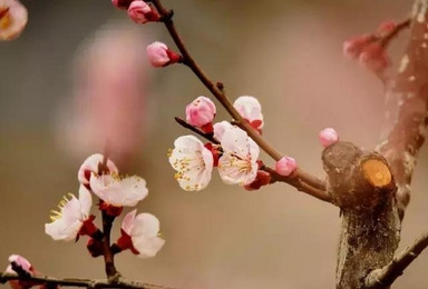 竹子庵三界石少山杏花村赏花（1日行程）