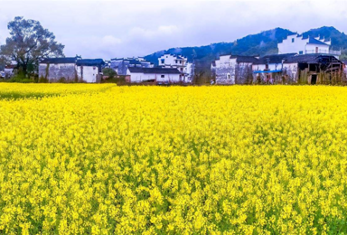 送往返火车票 新安江油菜花 呈坎 屯溪老街 灵山梯田油菜(2日行程) 送往返火车票 新安江油菜花 呈坎 屯溪老街 灵山梯田油菜(2日行程)