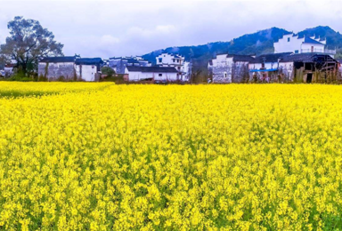 送往返火车票 新安江油菜花 呈坎 屯溪老街 灵山梯田油菜（2日行程）