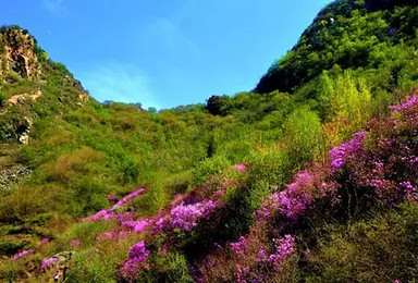 在大山里赏杜鹃花（1日行程）