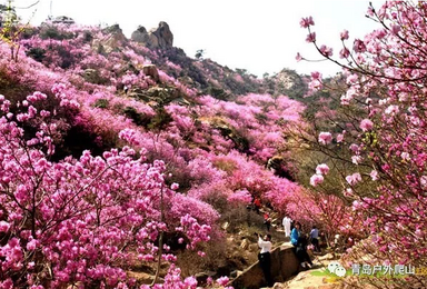 清明节大珠山赏杜鹃花（1日行程）