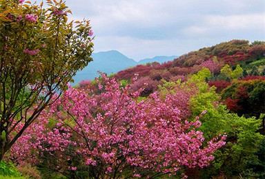 樱花之旅 寻找四明山的春天 看满山烂漫樱花开（2日行程）