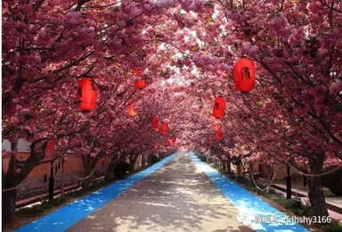 中国最美乡村濯村赏唯美浪漫樱花梨花(1日行程) 中国最美乡村濯村赏唯美浪漫樱花梨花(1日行程)
