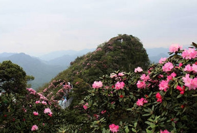 火树风来翻绛焰 琼枝日出晒红纱 登顶云台山赏高山杜鹃(1日行程) 火树风来翻绛焰 琼枝日出晒红纱 登顶云台山赏高山杜鹃(1日行程)