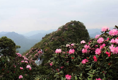 火树风来翻绛焰 琼枝日出晒红纱 登顶云台山赏高山杜鹃（1日行程）