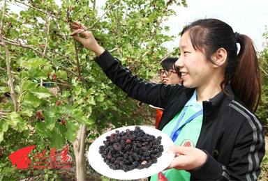 五一劳动节期间 邀您吐鲁番 免费摘桑葚 休闲一日徒步(1日行程) 五一劳动节期间 邀您吐鲁番 免费摘桑葚 休闲一日徒步(1日行程)
