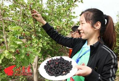 五一劳动节期间 邀您吐鲁番 免费摘桑葚 休闲一日徒步（1日行程）