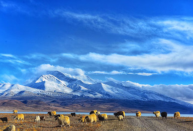 藏区全程覆盖川藏青藏珠峰阿里日喀则18天带你领略藏式风情（18日行程）