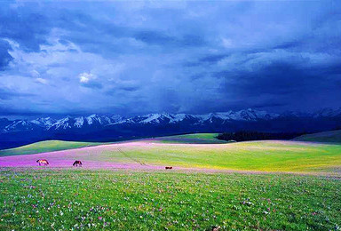 北疆最美的花海 草原 湖泊 峡谷 丹霞地貌 沙漠（10日行程）