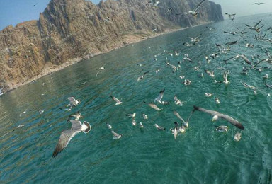 端午 蓬莱长岛看海鸥 观海豹表演 海洋极地世界探秘（4日行程）