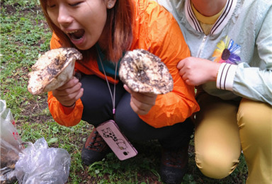 采蘑菇专题 周六 周天 邀您到南山山区采蘑菇休闲一日徒步(1日行程) 采蘑菇专题 周六 周天 邀您到南山山区采蘑菇休闲一日徒步(1日行程)