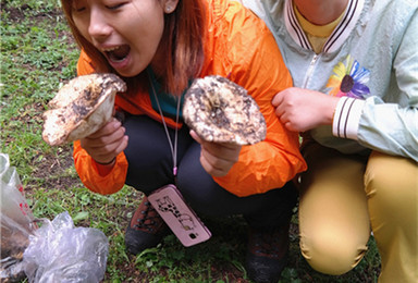 采蘑菇专题 周六 周天 邀您到南山山区采蘑菇休闲一日徒步（1日行程）