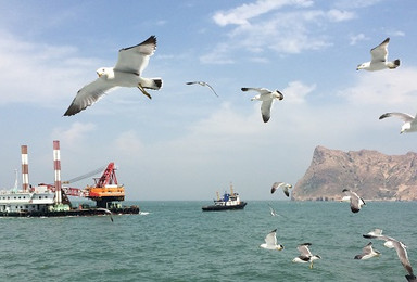 中秋国庆 海上蓬莱长岛  近距离喂食海鸥 拍片吃海鲜（4日行程）