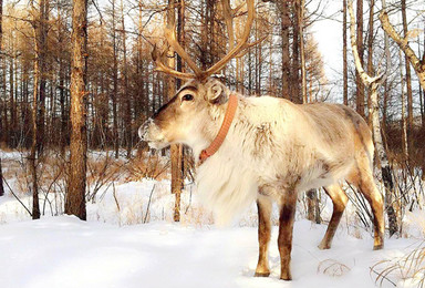 呼伦贝尔穿越 圣诞北极滑雪场 敖鲁古雅驯鹿园 徒步白桦林（6日行程）