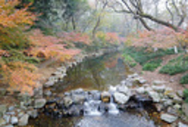 西湖美景 匠心独运 赏湖光山色 游龙井村 最美九溪十八涧（1日行程）