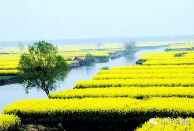 周末2日 扬州 水上油菜花 李中水上森林 瘦西湖 何园（2日行程）