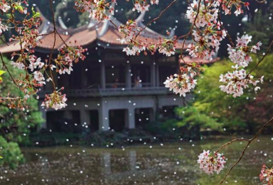 4月13日四明山 最美樱花季 享受古村慢时光(1日行程) 4月13日四明山 最美樱花季 享受古村慢时光(1日行程)