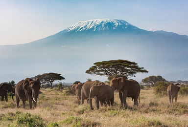 登顶非洲最高峰，看动物大迁徙（15日行程）