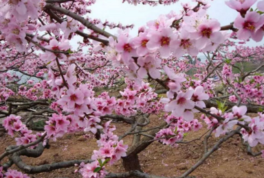 平谷桃花节赏万亩桃林 金海湖览湖光山色(新增月坛商厦站)(1日行程) 平谷桃花节赏万亩桃林 金海湖览湖光山色(新增月坛商厦站)(1日行程)