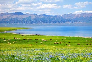 浓情北疆  喀纳斯 赛里木湖 环天山经典线路深度纯玩（9日行程）