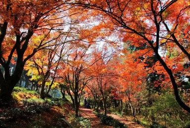 庐山赏枫|不识庐山真面目 只缘身在此山中 邂逅绚丽多彩的秋色(2日行程) 庐山赏枫|不识庐山真面目 只缘身在此山中 邂逅绚丽多彩的秋色(2日行程)
