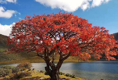 徒步 | 翻越哈巴,11月8日远山秋色美如画(4日行程) 徒步 | 翻越哈巴,11月8日远山秋色美如画(4日行程)