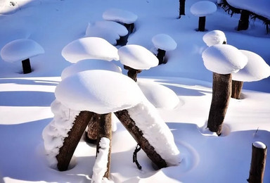 东北雪乡 哈尔滨 亚布力 徒步穿越林海雪原（4日行程）