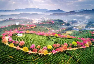 八闽大地过春节 赏早樱花 东海落日 海上渔村 探客家土楼自驾(9日行程) 八闽大地过春节 赏早樱花 东海落日 海上渔村 探客家土楼自驾(9日行程)