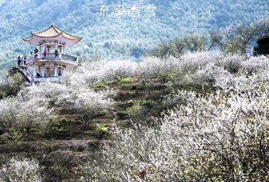 特价48元流溪香雪 梅花怒放 竹海休闲徒步 品尝农家小吃(1日行程) 特价48元流溪香雪 梅花怒放 竹海休闲徒步 品尝农家小吃(1日行程)
