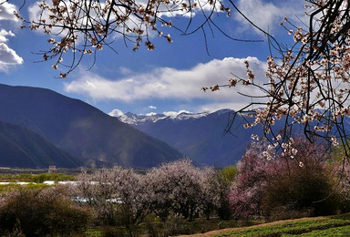 西藏林芝桃花节 | 桃花朵朵开，邂逅旅途桃花运（7日行程）