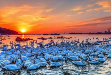春节烟墩角 中国最美海岸·天鹅湖· 海草房·青州古城行摄(3日行程) 春节烟墩角 中国最美海岸·天鹅湖· 海草房·青州古城行摄(3日行程)