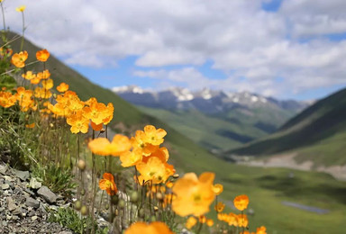 走马原创 4-6月北疆追花这里是北疆的花花世界（9日行程）