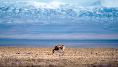 青藏线|拉萨+纳木错+可可西里+青海湖+茶卡盐湖越野纯玩之旅（5日行程）