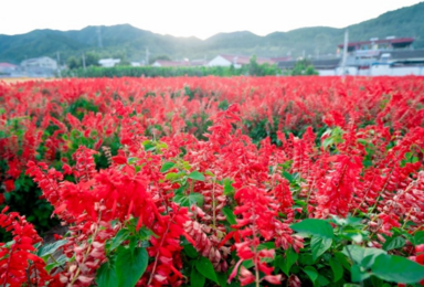 四季花海 你若盛开-蝴蝶自来 赏花季 百花齐放-争齐斗艳(1日行程)