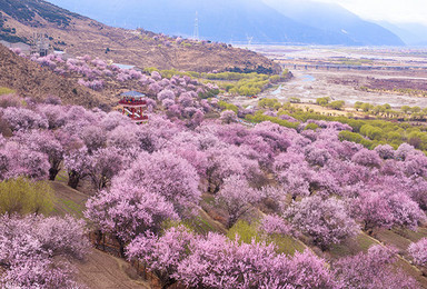 无人机领队带您看林芝桃花 巴松措 然乌湖 来古冰川舒适小团(5日行程) 无人机领队带您看林芝桃花 巴松措 然乌湖 来古冰川舒适小团(5日行程)