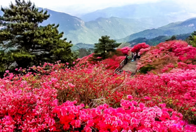 五一 大别山秘境 麻城杜鹃 马鬃岭天堂寨 黄鹤楼长江大桥(4日行程) 五一 大别山秘境 麻城杜鹃 马鬃岭天堂寨 黄鹤楼长江大桥(4日行程)