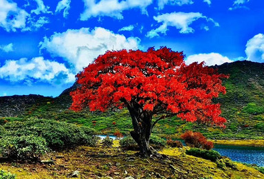 徒步 哈巴雪山 兰花坪 杜鹃谷 黑湖 大全线攀登(5日行程) 徒步 哈巴雪山 兰花坪 杜鹃谷 黑湖 大全线攀登(5日行程)