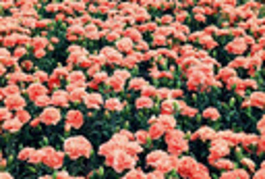 追寻最后的花季 赏京北四季花海 珍珠湖 赏花 摄影 休闲游(1日行程) 追寻最后的花季 赏京北四季花海 珍珠湖 赏花 摄影 休闲游(1日行程)